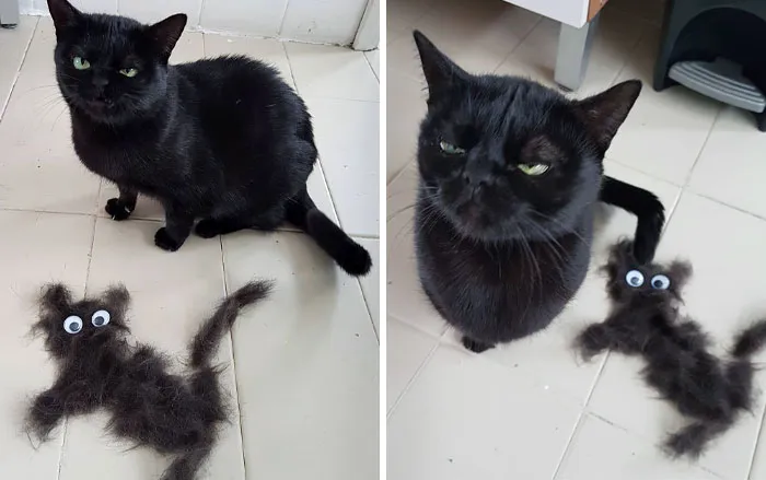 "Seriously, Human?"