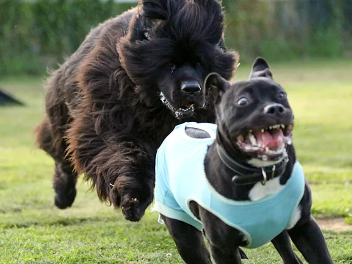 My Pitbull Always Thought He Was The Biggest Dog At The Dog Park
