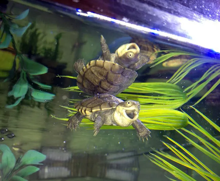 A turtle with a funny expression, appearing to smile underwater, showcasing humorous animal expressions.
