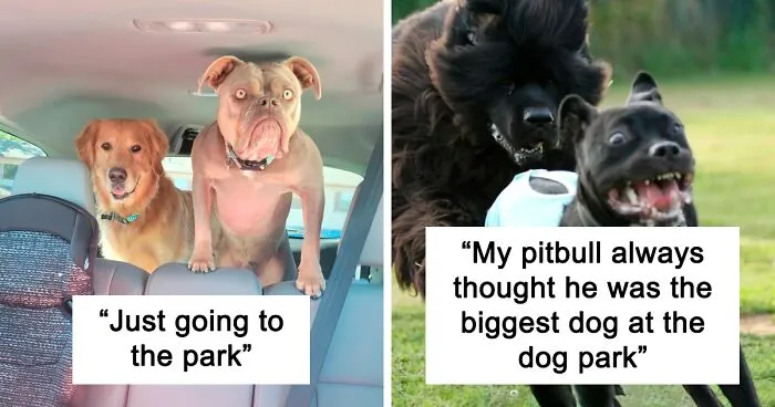When Nature Laughs: 50 Of The Funniest Animal Expressions Caught On Camera