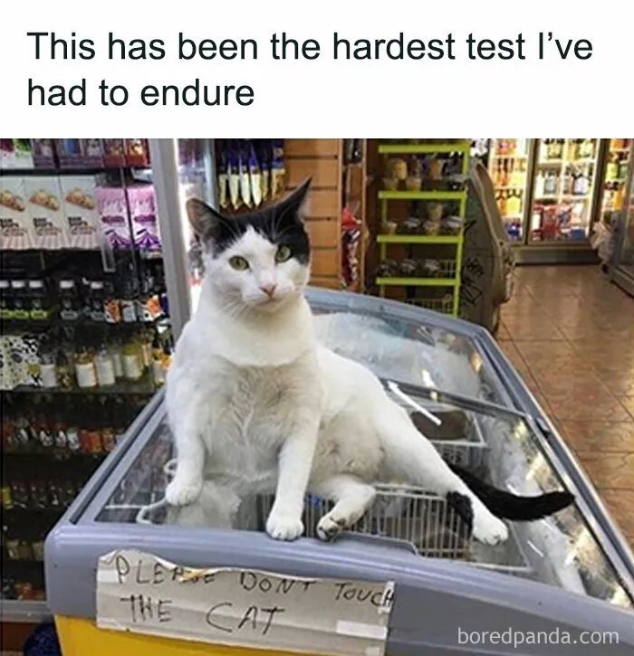 Cat sitting on a freezer with a sign saying please don't touch the cat, featured in popular animal memes therapy content.