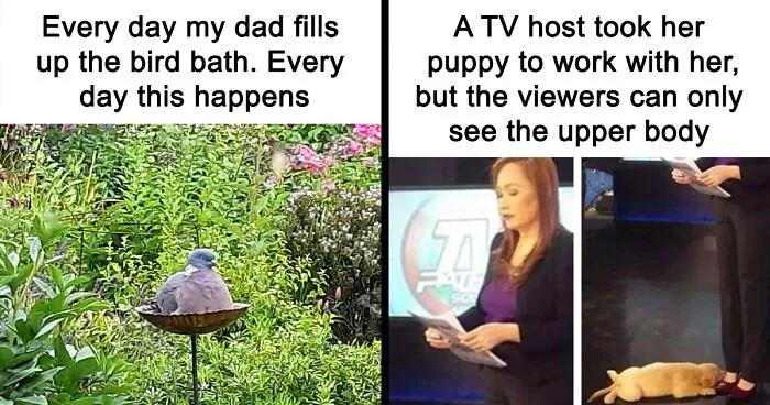 People Say These 50 Animal Memes Are 99% Better Than Therapy