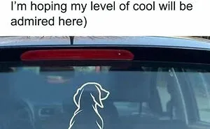 People Say These 50 Animal Memes Are 99% Better Than Therapy