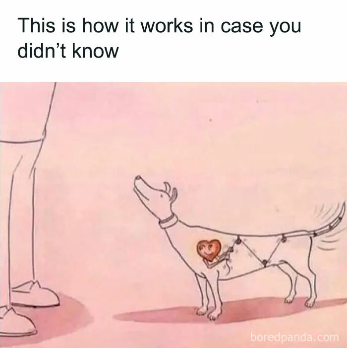 People Say These 50 Animal Memes Are 99% Better Than Therapy