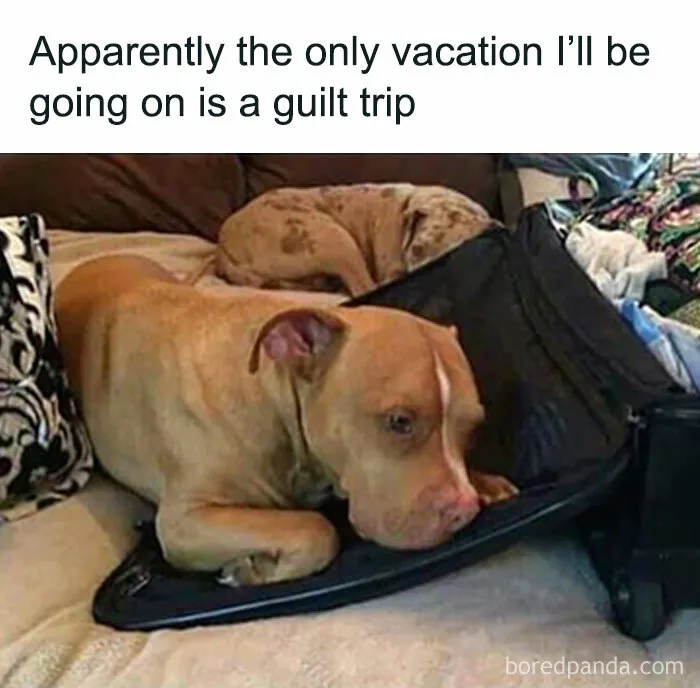 People Say These 50 Animal Memes Are 99% Better Than Therapy