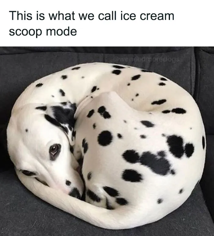 People Say These 50 Animal Memes Are 99% Better Than Therapy