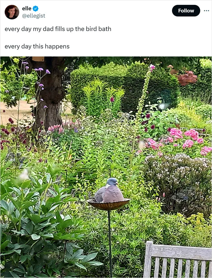 People Say These 50 Animal Memes Are 99% Better Than Therapy