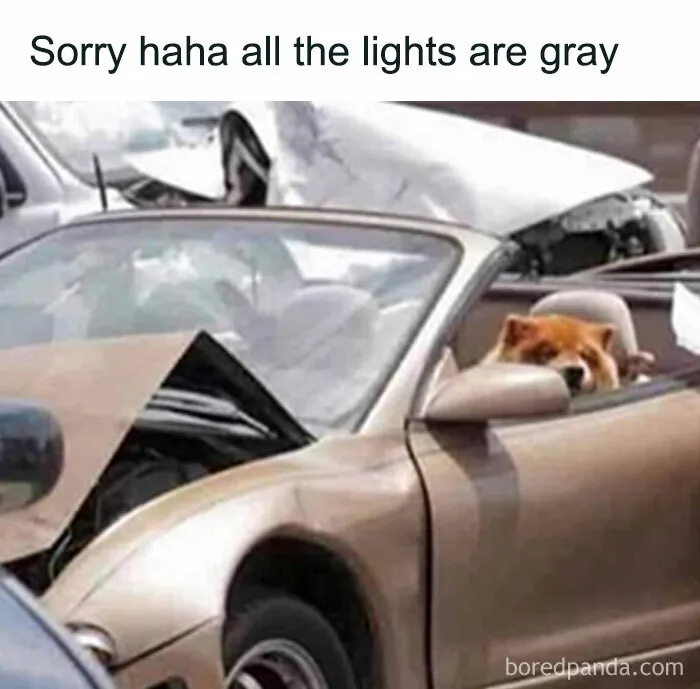 Dog sitting in the driver’s seat of a damaged car, part of animal memes popular for humor and therapy relief.