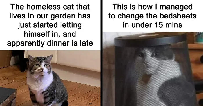 50 Hilarious Photos And Memes That Prove Cats Are The Biggest Jerks