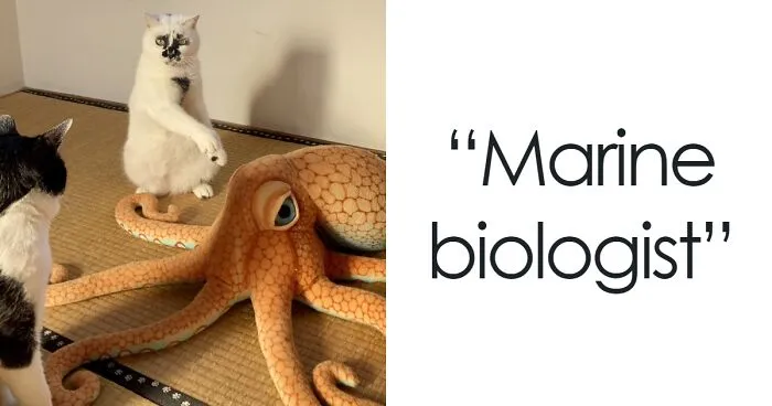 “Cats With Jobs”: 50 Hardworking Cats Who Deserve A Day Off (New Pics)