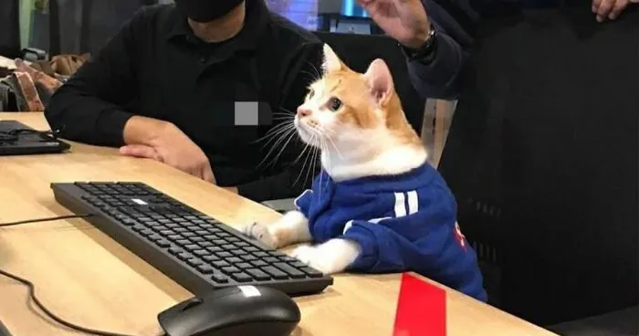 “Cats With Jobs”: 50 Hardworking Cats Who Deserve A Day Off (New Pics)