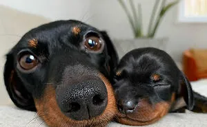 “She Wasn’t Fat After All”: 50 Wholesome Pics Of Animal Parents And Their Babies (New Pics)