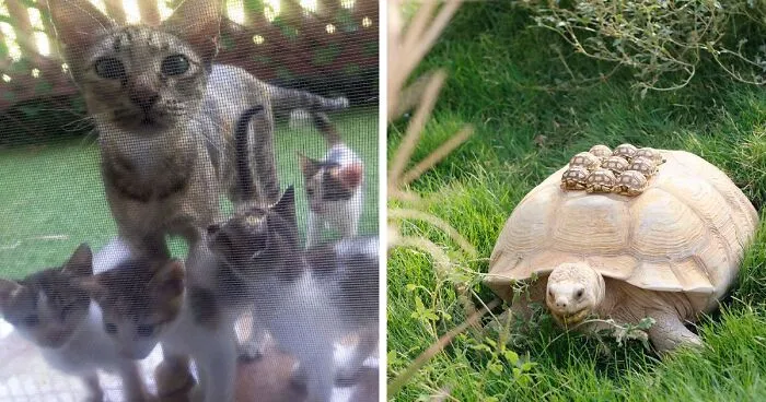 “She Wasn’t Fat After All”: 50 Wholesome Pics Of Animal Parents And Their Babies (New Pics)