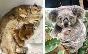 “She Wasn’t Fat After All”: 50 Wholesome Pics Of Animal Parents And Their Babies (New Pics)