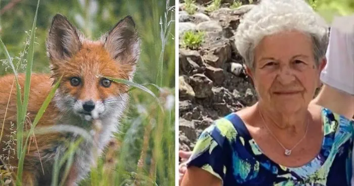 89-Year-Old Grandma Lost For Four Days In Alps Survives After Befriending Wild Fox