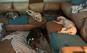 Hey Pandas, Show Off Your Adorable Pups For International Dog Day (Closed)