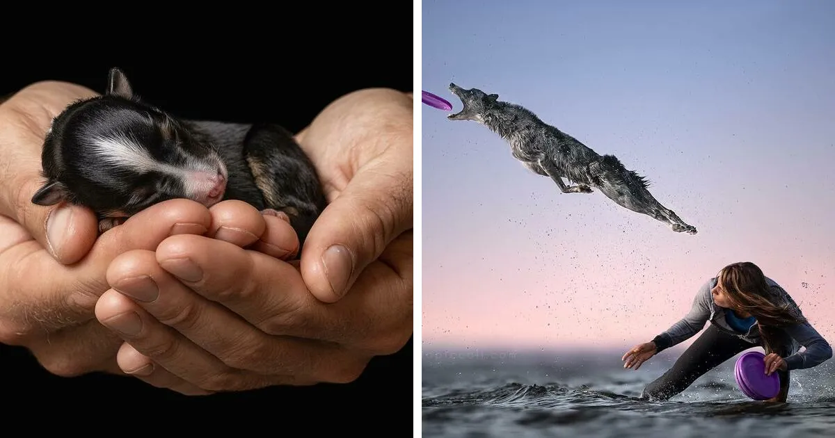 40 De las mejores imágenes de todas las ediciones de los Premios Internacionales de Fotografía Canina