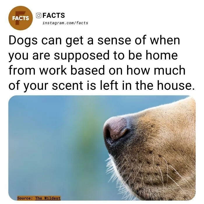“Enlighten Yourself”: 50 Random Facts That Are Too Interesting To Scroll Past (New Pics)