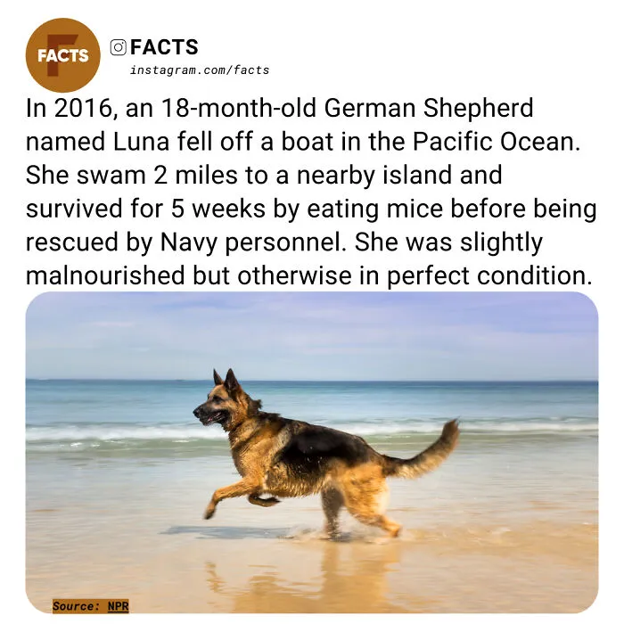 “Enlighten Yourself”: 50 Random Facts That Are Too Interesting To Scroll Past (New Pics)