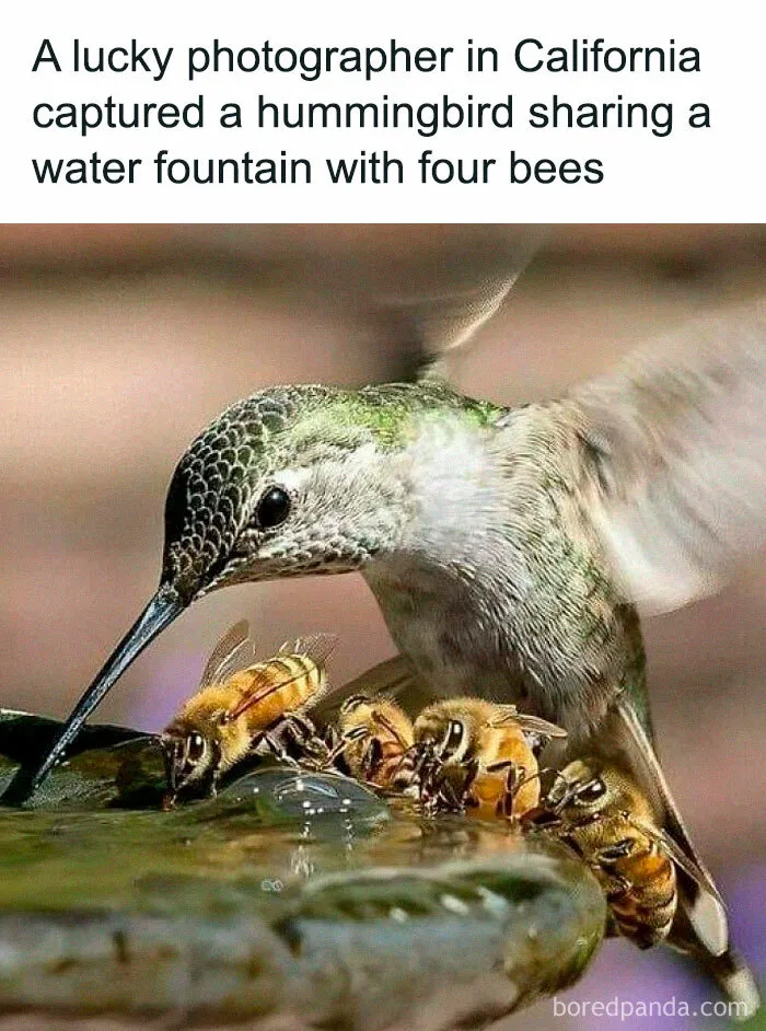 50 Wholesome Memes And Posts That Remind Us The World Isn’t All Bad
