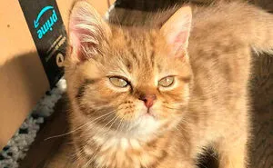50 Hilarious Cat Memes That Capture Feline Attitude Perfectly, Courtesy Of This FB Page (New Pics)