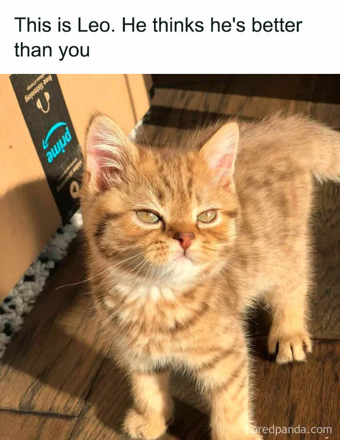 50 Hilarious Cat Memes That Capture Feline Attitude Perfectly, Courtesy Of This FB Page (New Pics)