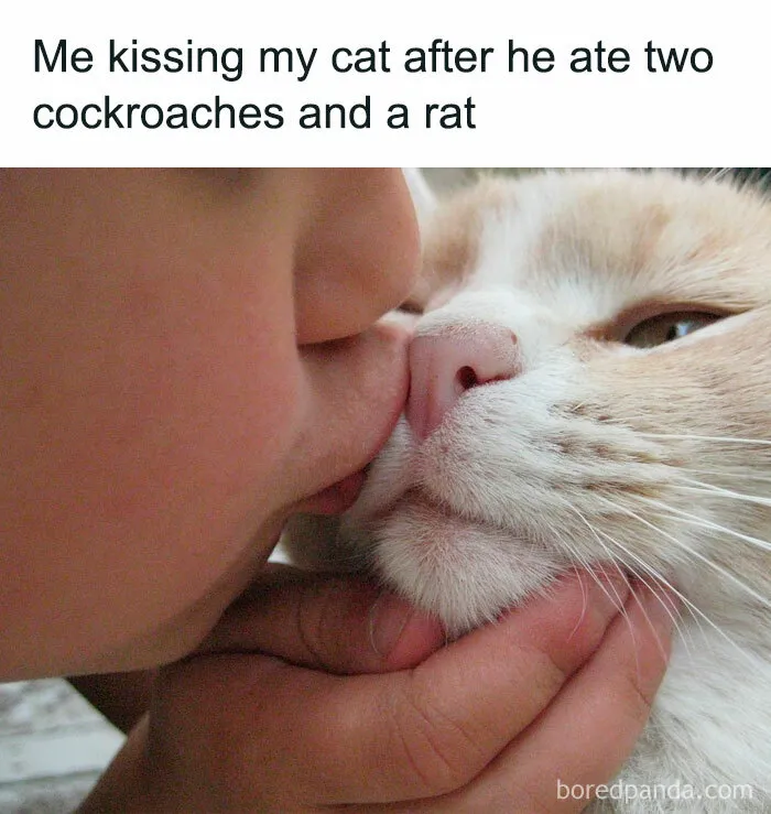 Kissing a cat on the nose, capturing feline attitude humorously.