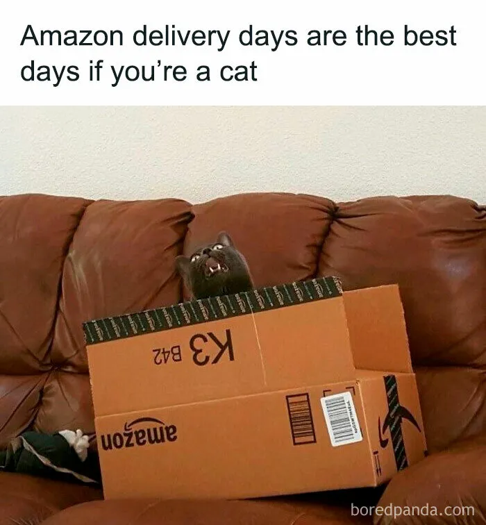 50 Hilarious Cat Memes That Capture Feline Attitude Perfectly, Courtesy Of This FB Page (New Pics)