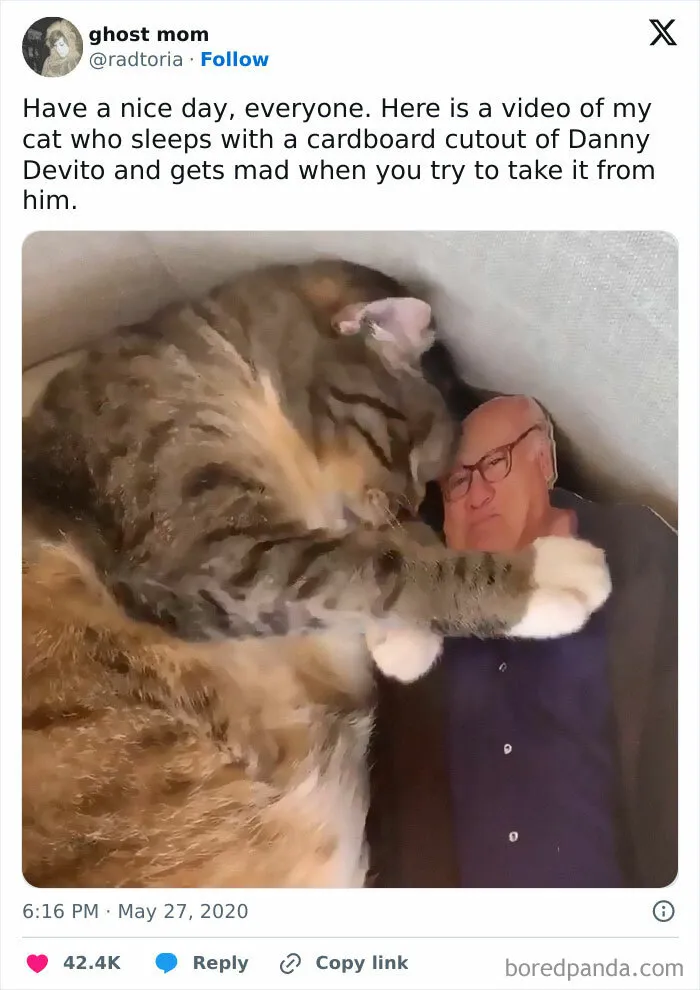 50 Hilarious Cat Memes That Capture Feline Attitude Perfectly, Courtesy Of This FB Page (New Pics)