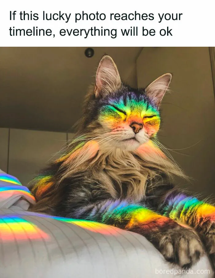 50 Hilarious Cat Memes That Capture Feline Attitude Perfectly, Courtesy Of This FB Page (New Pics)