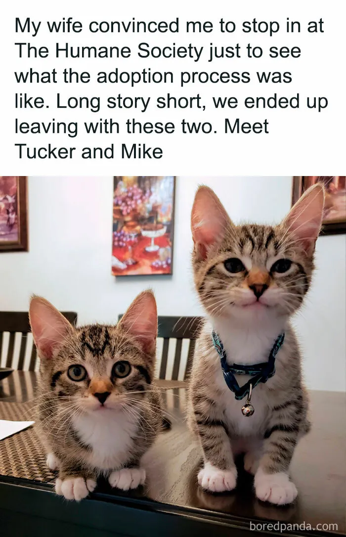 50 Hilarious Cat Memes That Capture Feline Attitude Perfectly, Courtesy Of This FB Page (New Pics)