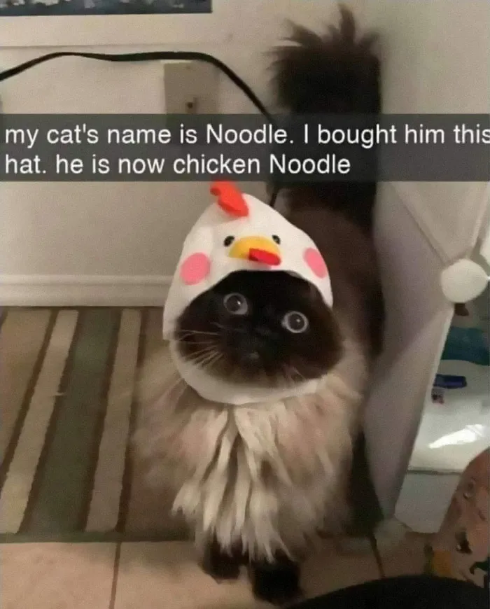 50 Hilarious Cat Memes That Capture Feline Attitude Perfectly, Courtesy Of This FB Page (New Pics)