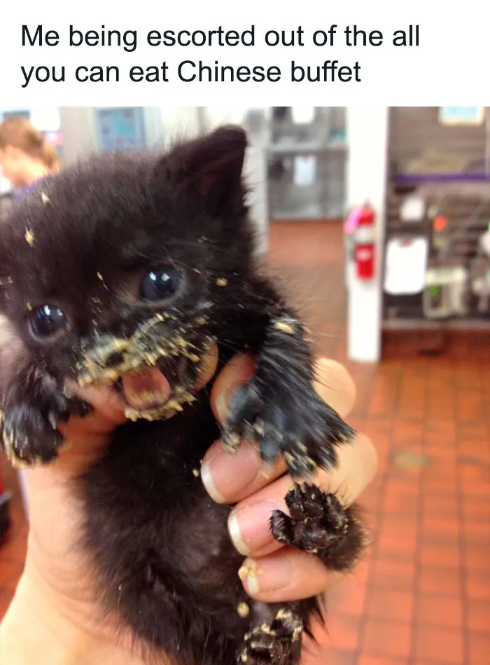 A messy black kitten with its mouth open being held, labeled as a funny cat meme showing feline attitude.