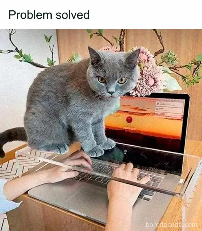 50 Hilarious Cat Memes That Capture Feline Attitude Perfectly, Courtesy Of This FB Page (New Pics)