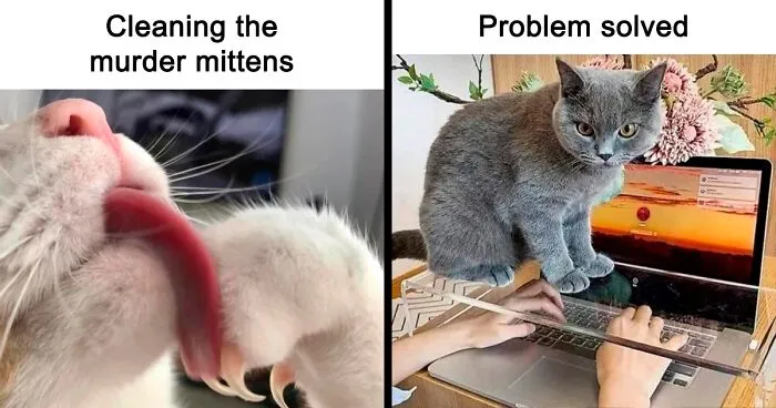 50 Hilarious Cat Memes That Capture Feline Attitude Perfectly, Courtesy Of This FB Page (New Pics)
