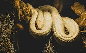 Python Lives Peacefully Under Woman’s House for Years, Neighbor Suddenly Insists on Removing It