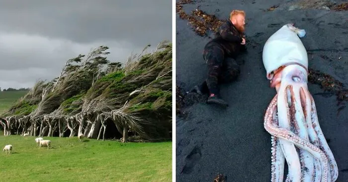 “Because I Live In New Zealand”: 50 Reasons For New Zealanders To Flex