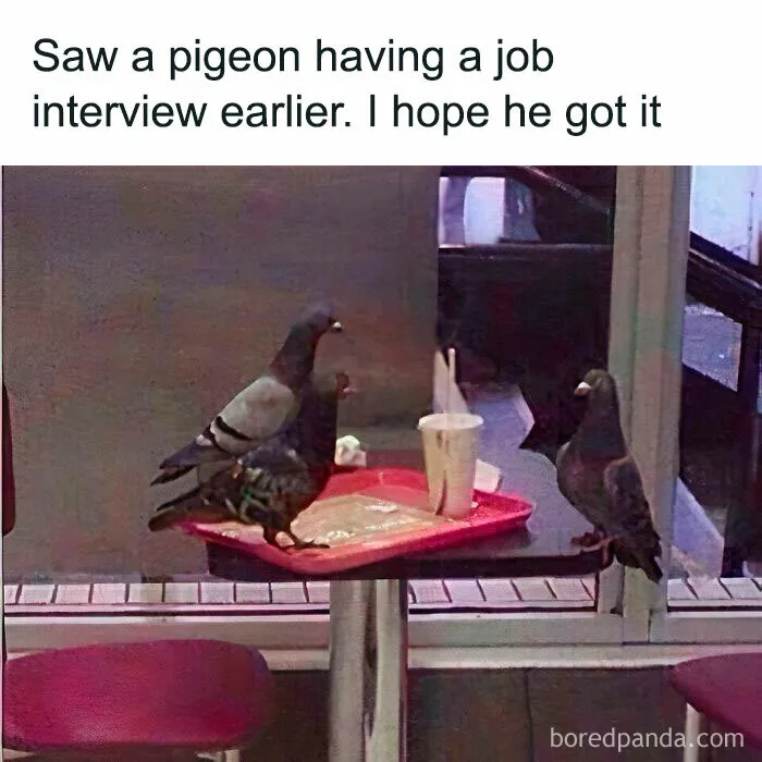 This IG Page Is Notorious For Sharing Hilarious Animal Posts, Here Are 50 Of The Best