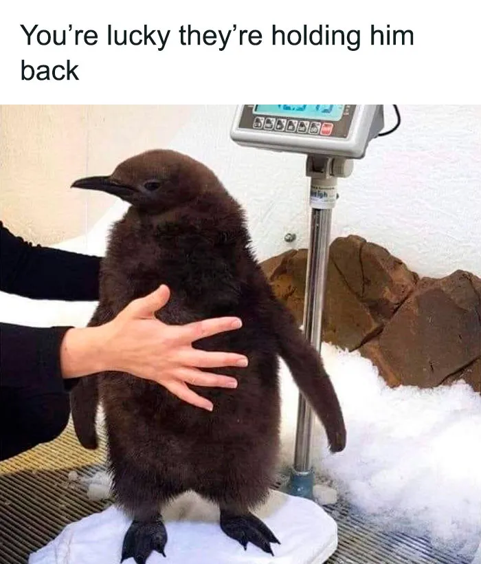 This IG Page Is Notorious For Sharing Hilarious Animal Posts, Here Are 50 Of The Best