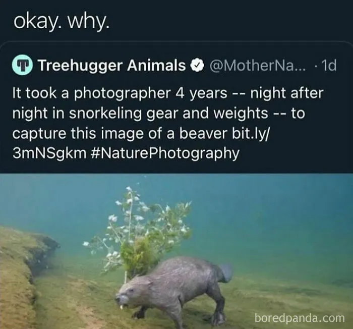 This IG Page Is Notorious For Sharing Hilarious Animal Posts, Here Are 50 Of The Best