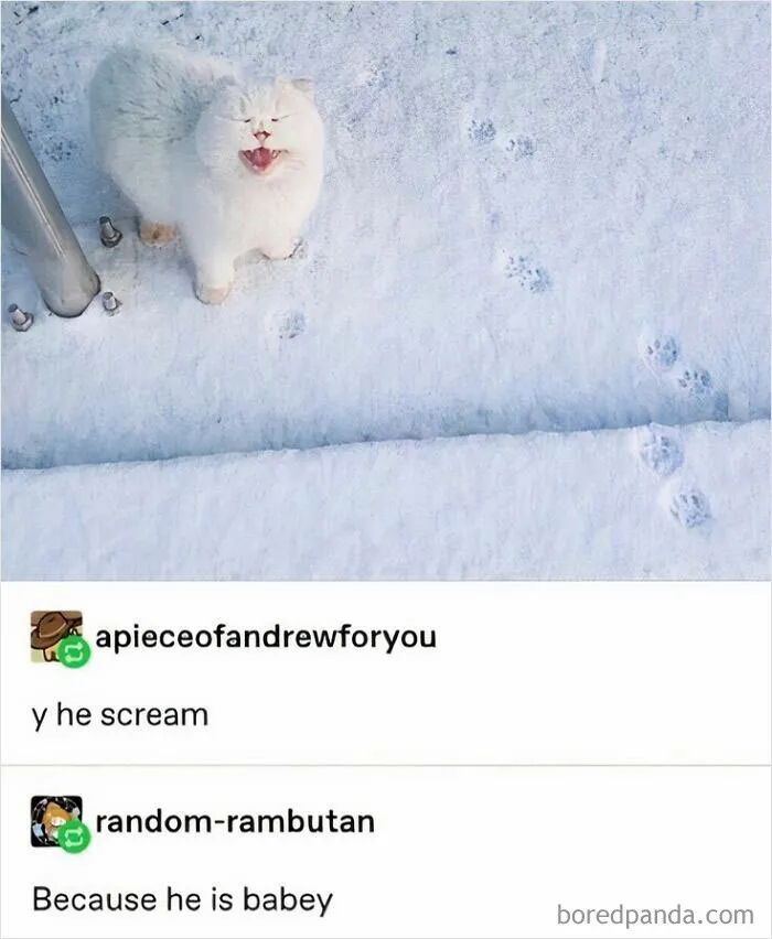 This IG Page Is Notorious For Sharing Hilarious Animal Posts, Here Are 50 Of The Best