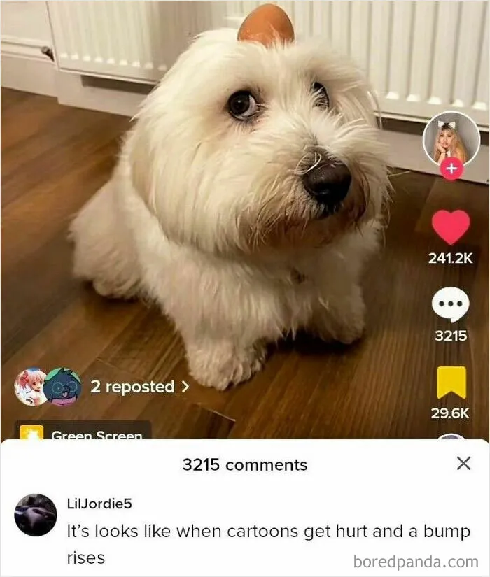 This IG Page Is Notorious For Sharing Hilarious Animal Posts, Here Are 50 Of The Best