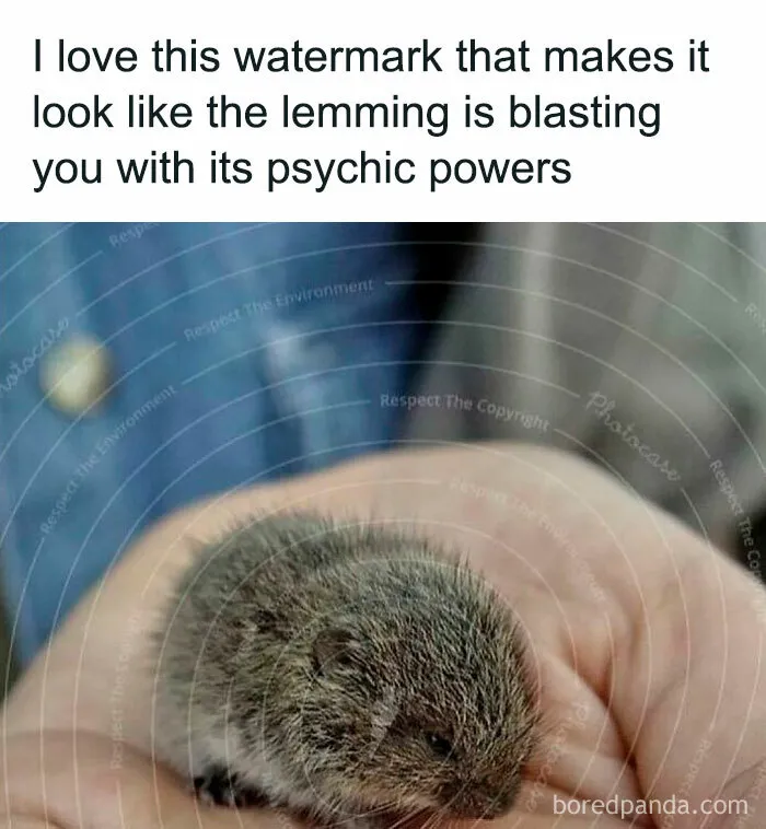 This IG Page Is Notorious For Sharing Hilarious Animal Posts, Here Are 50 Of The Best