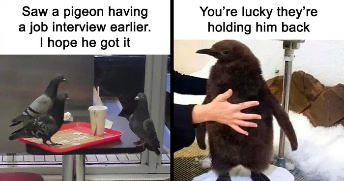 This IG Page Is Notorious For Sharing Hilarious Animal Posts, Here Are 50 Of The Best
