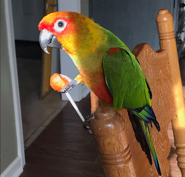 Making My Son Cry Because She Stole His Sucker. The Look In Those Eyes Is Pure Evil