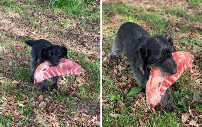 I Want To Apologize To Our Neighbors Who Are Missing A Rack Of Ribs. Our Dog Escaped Through The Fence And Came Back An Hour Later With This