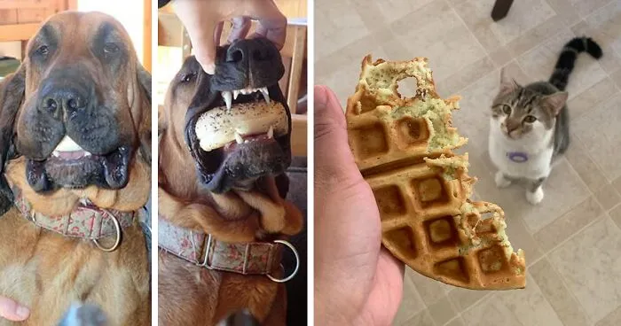 50 Outlandish Escapades Of Pets Who Somewhat Succeeded In Stealing Their Owner’s Food (New Pics)
