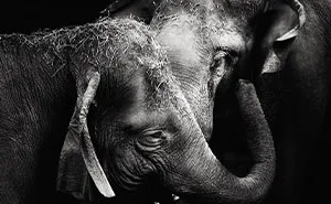 I Captured The Gentle Giants Of Sapporo Maruyama Zoo: Asian Elephants (15 Pics)