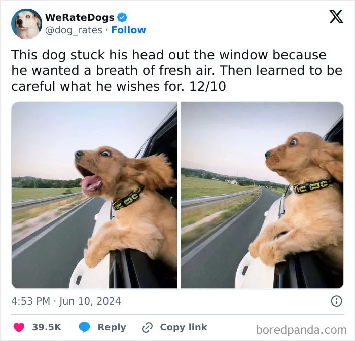 50 “Professional Dog Ratings” That Got The Best Of The Best Puppers Featured On This X Page (New Pics)