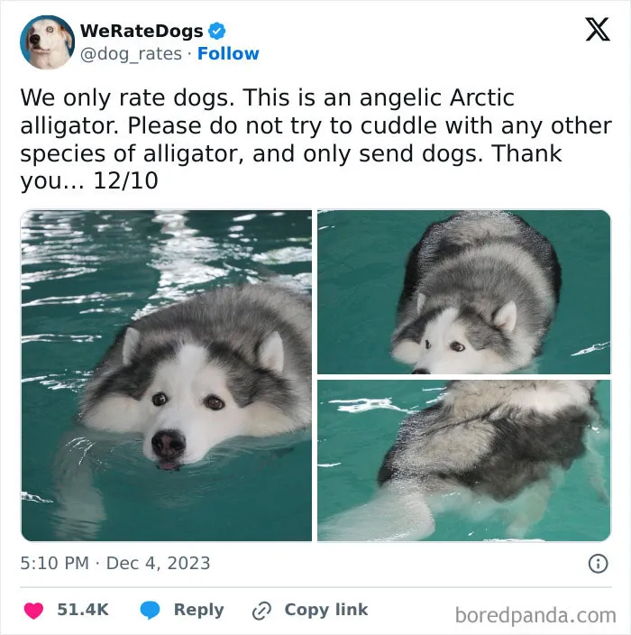 50 “Professional Dog Ratings” That Got The Best Of The Best Puppers Featured On This X Page (New Pics)